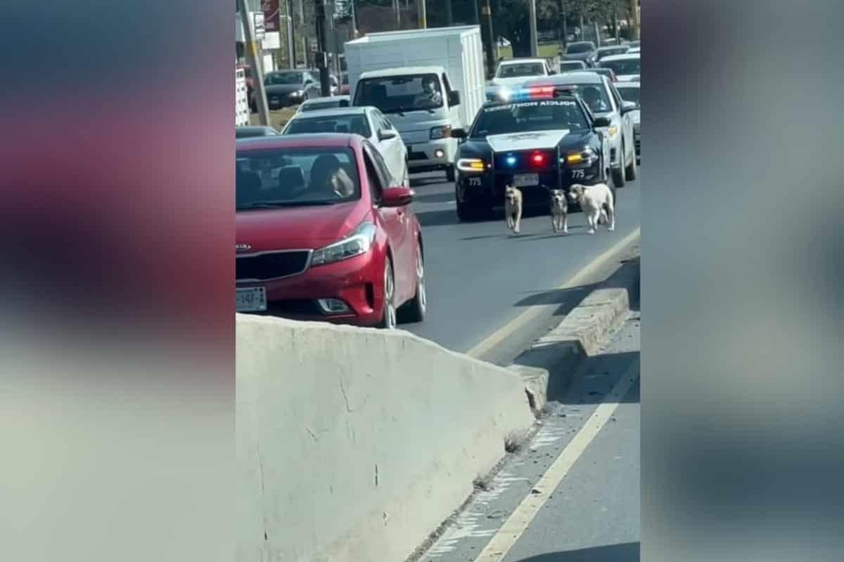 Protege Tránsito de Monterrey a lomitos perdidos en carretera Nacional