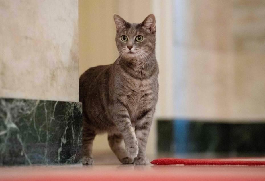 ¡Otro gato! Presenta Joe Biden a su nuevo minino