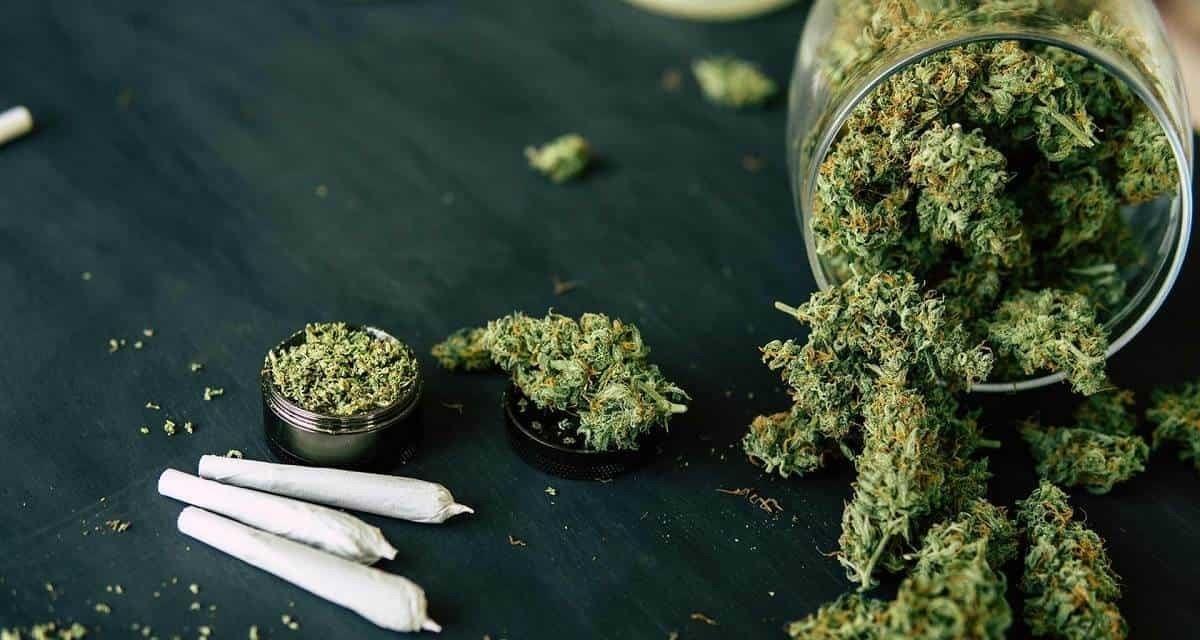 Priorizará Senado ley para regular mariguana recreativa