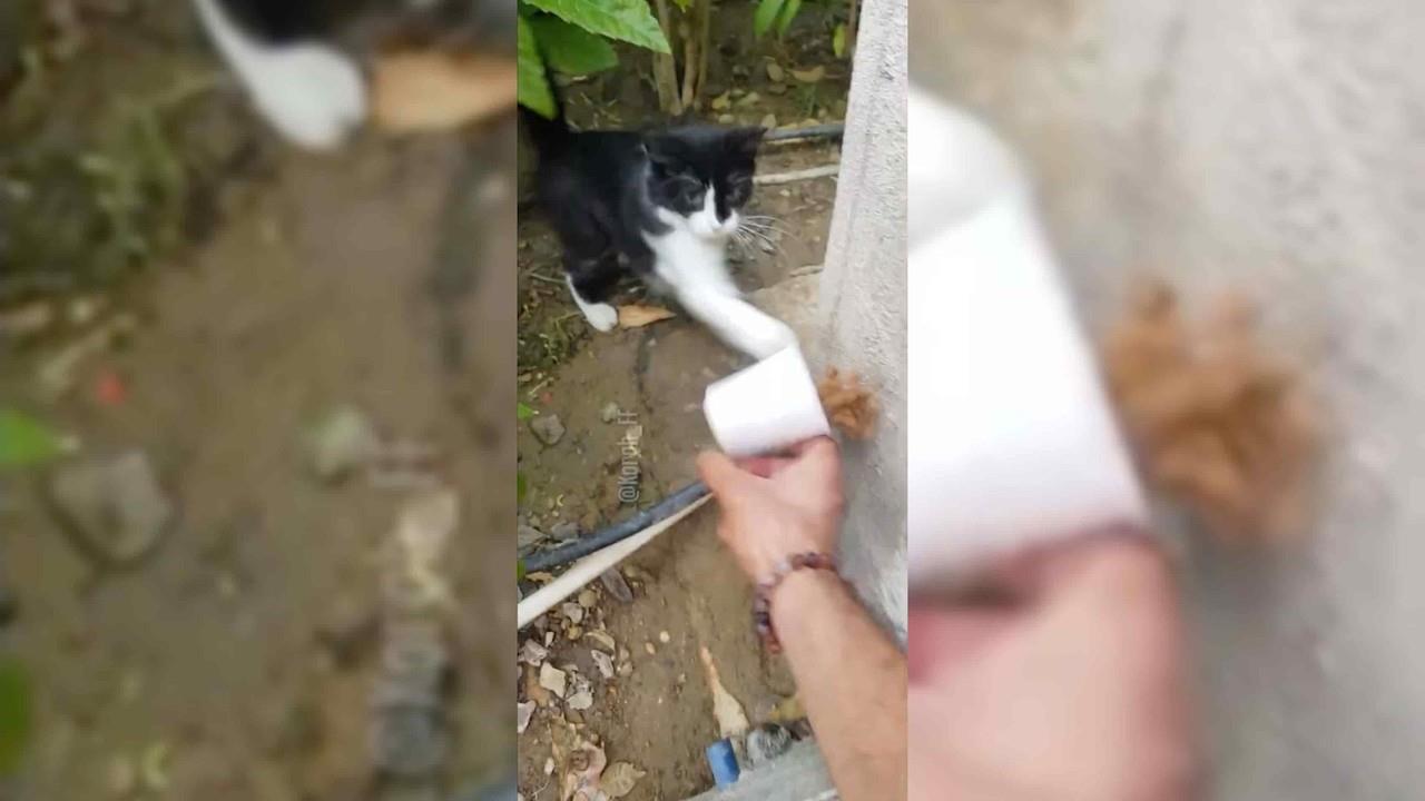 ¡La traición hermano! Divertida reacción de un gato