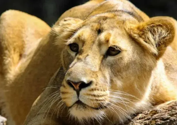 Mata leona a guardia de zoológico