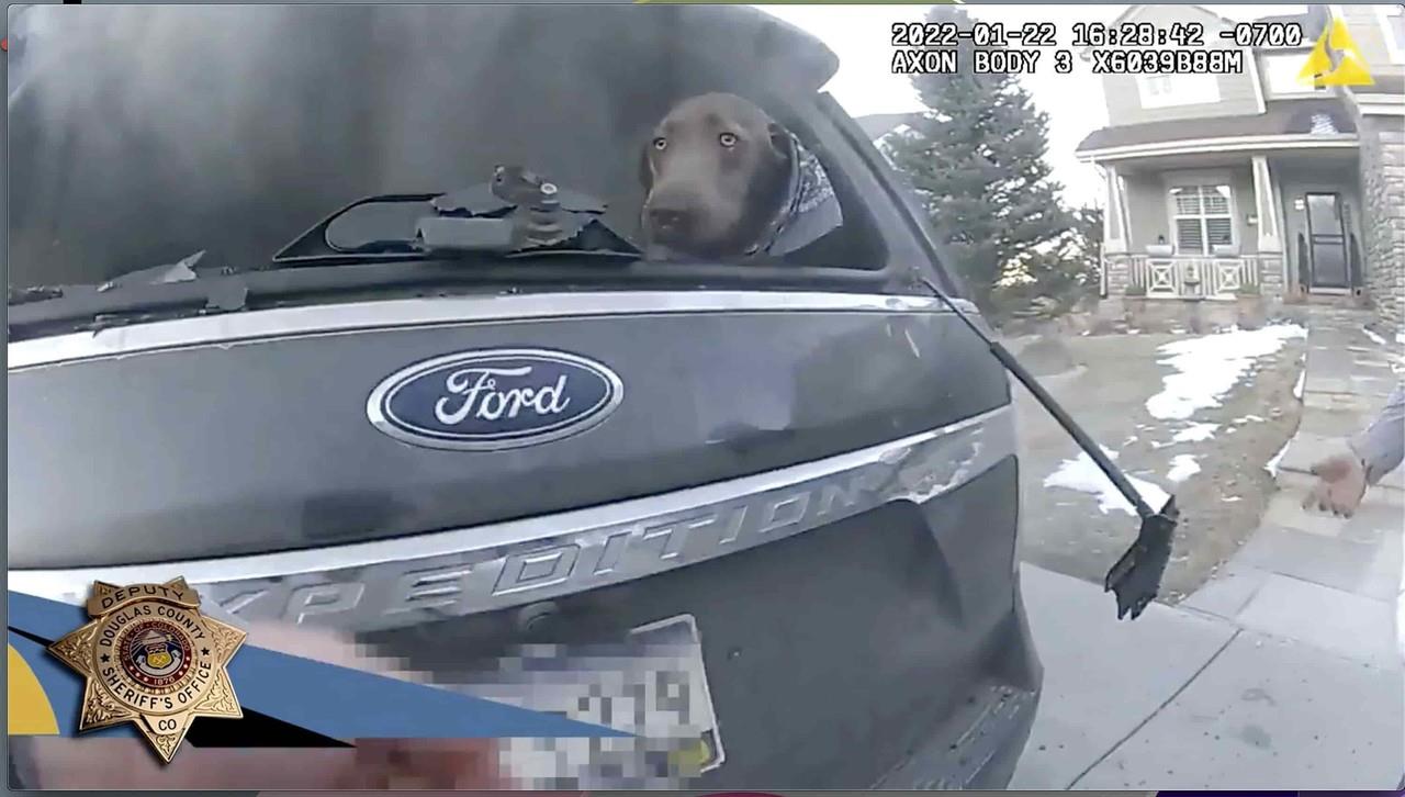 VIDEO: “Solo entré y lo agarré: Salva policía a perro en incendio de auto