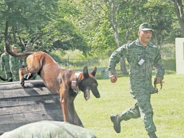 ¡Puedes tener un héroe en casa! SEDENA busca hogar para perros jubilados