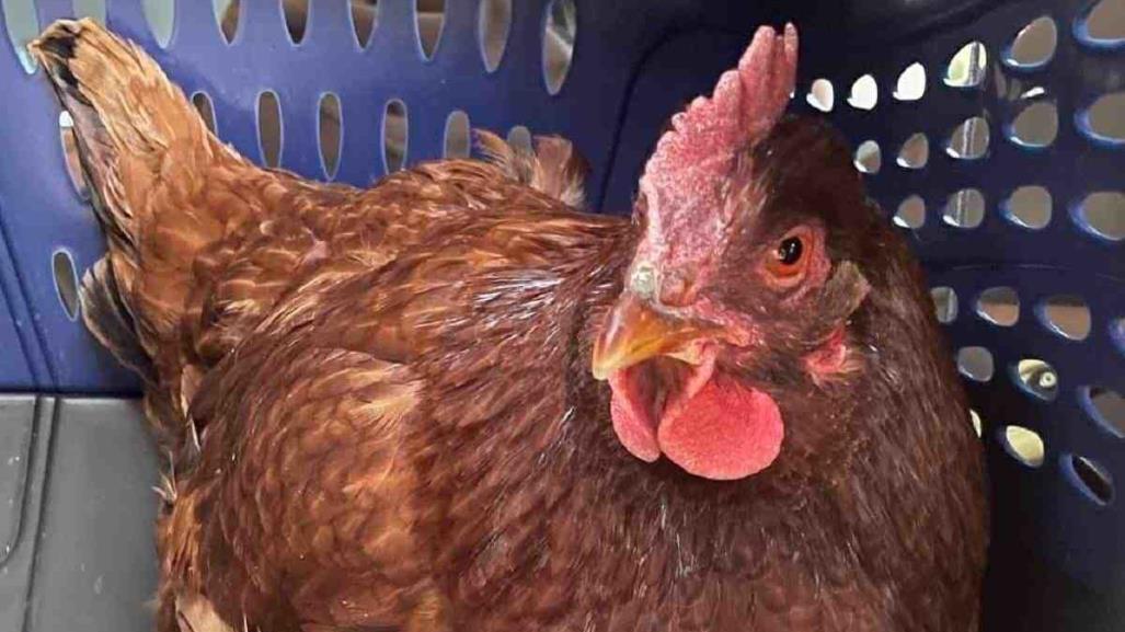 Intenta gallina introducirse al Pentágono