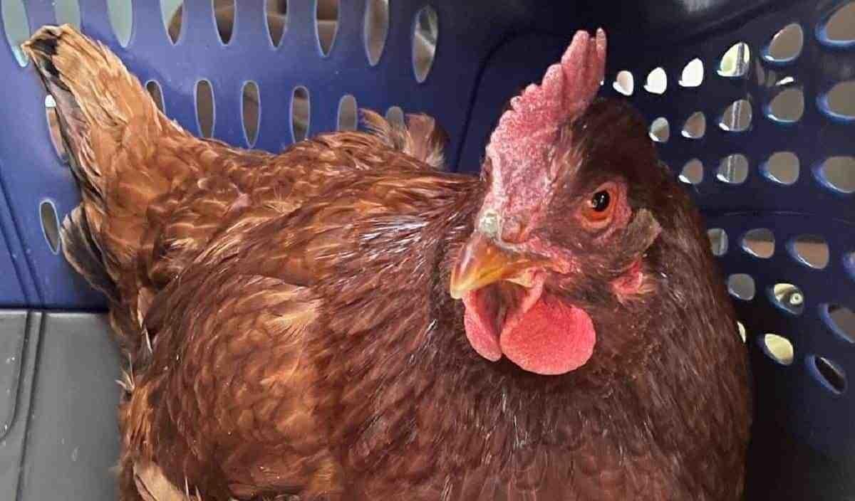 Intenta gallina introducirse al Pentágono
