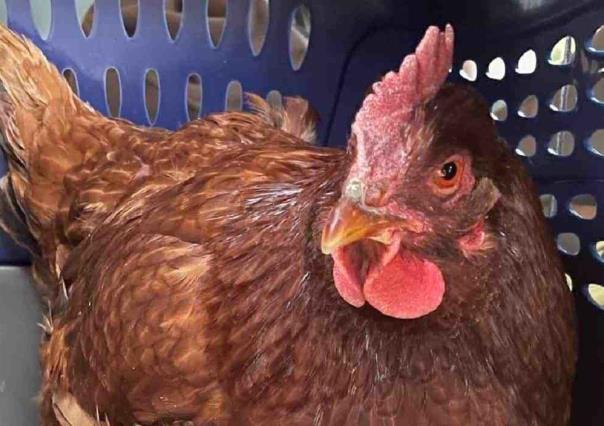 Intenta gallina introducirse al Pentágono