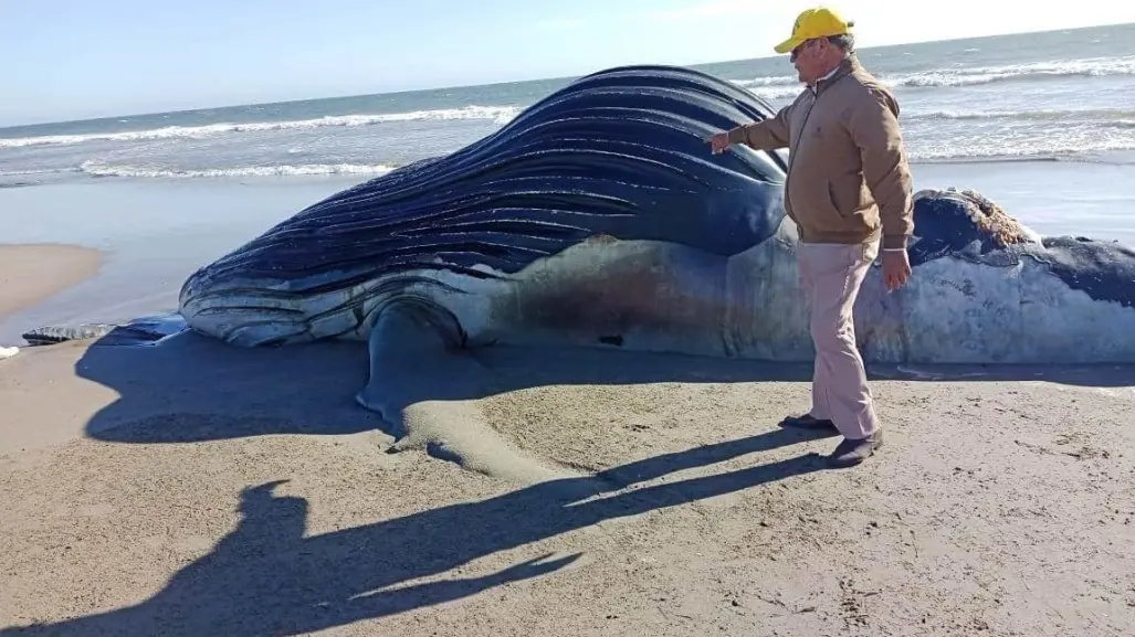 Culpan a barco sardinero de muerte de ballena cachalote