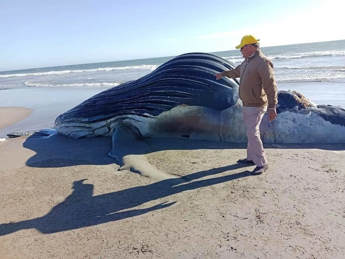 Culpan a barco sardinero de muerte de ballena cachalote