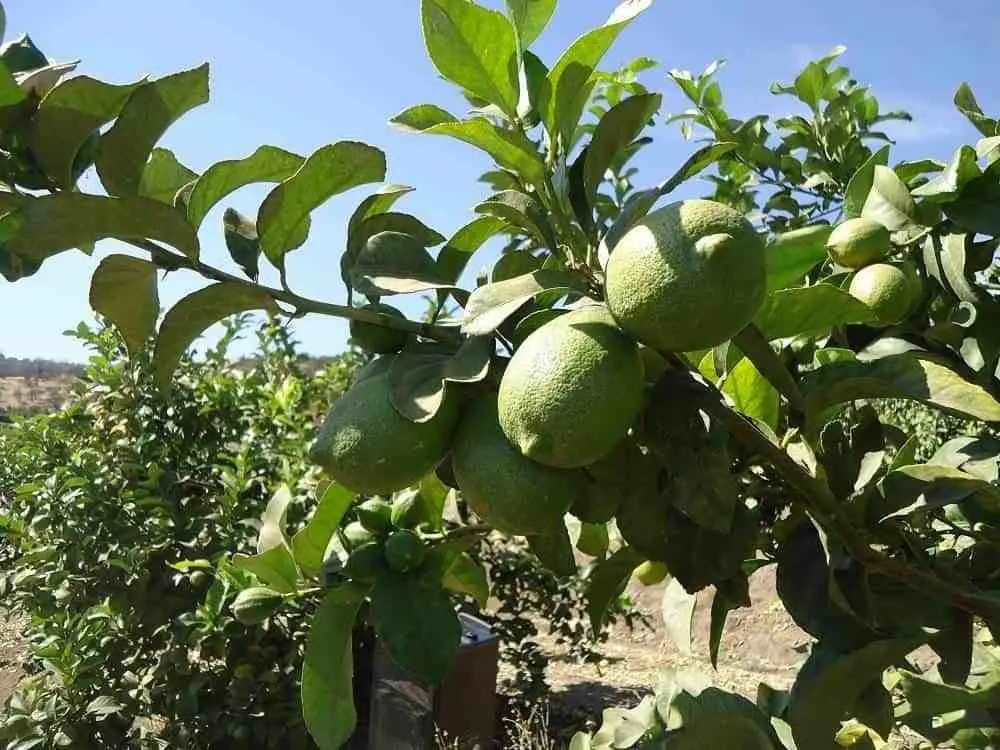 Alta demanda y clima disparan precios de productos del campo