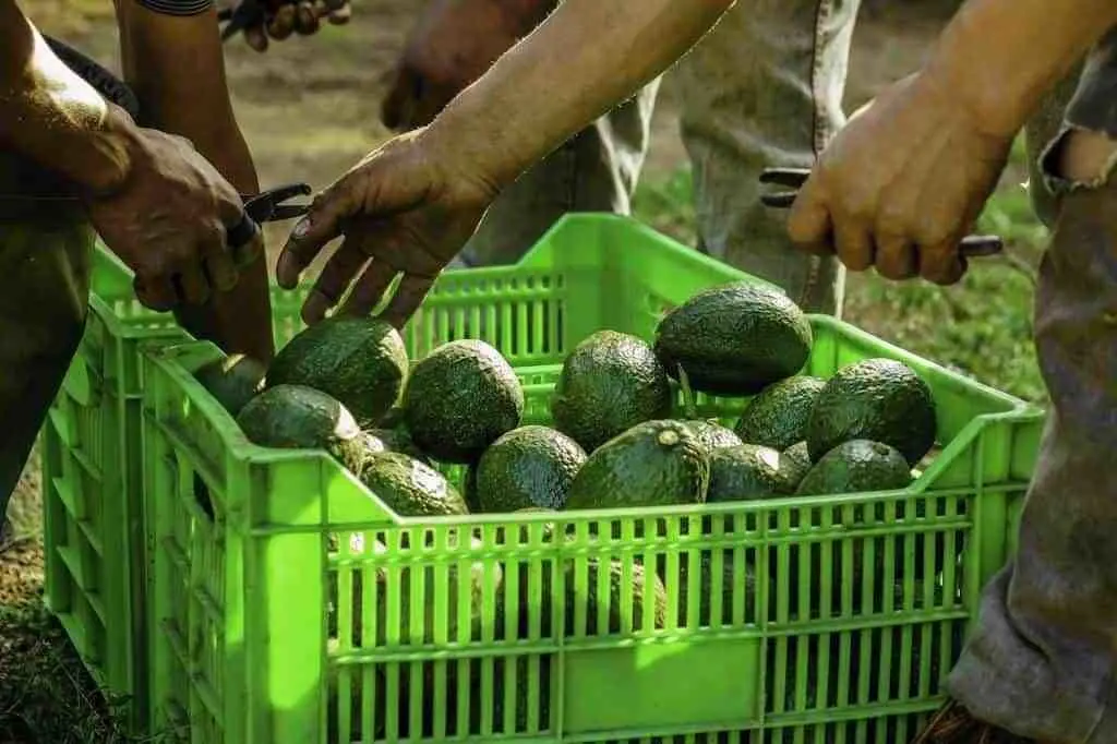 ¿Y el Super Bowl? Suspende EU importación de aguacate michoacano