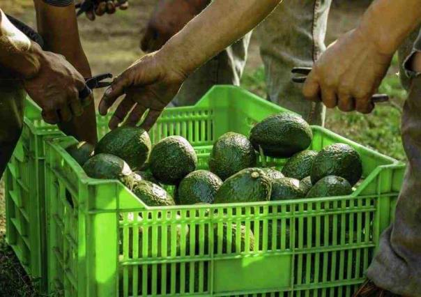 ¿Y el Super Bowl? Suspende EU importación de aguacate michoacano