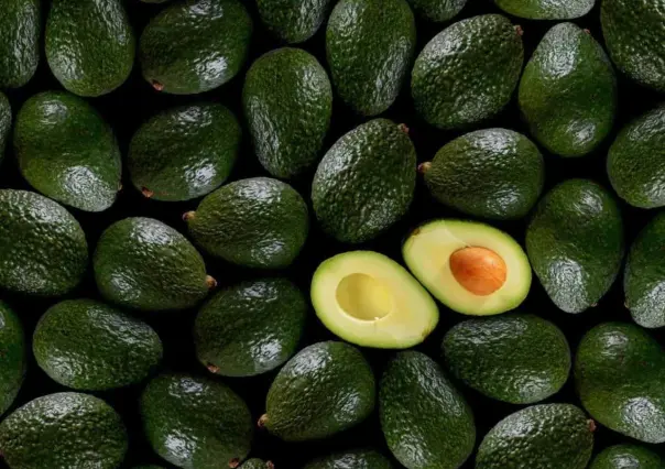 Importación de aguacate mexicano seguirá detenida el tiempo necesario: EU