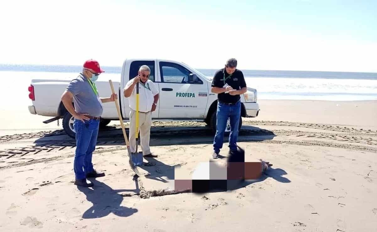Aparecen 9 delfines muertos en playas de Sinaloa