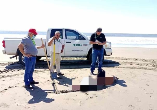 Aparecen 9 delfines muertos en playas de Sinaloa