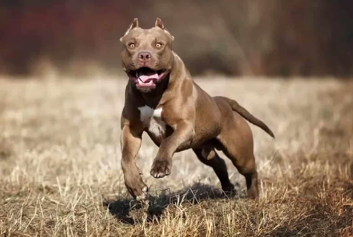 Atacan perros pitbulls a una niña de 3 años en el Estado de México