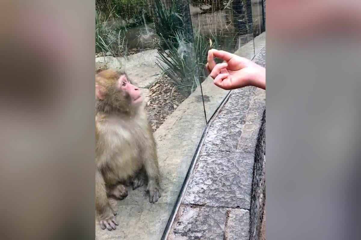 Sorprende truco de magia a mono del zoológico de Chapultepec
