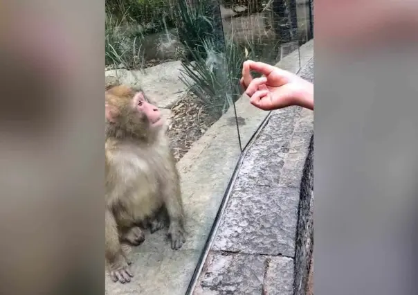 Sorprende truco de magia a mono del zoológico de Chapultepec