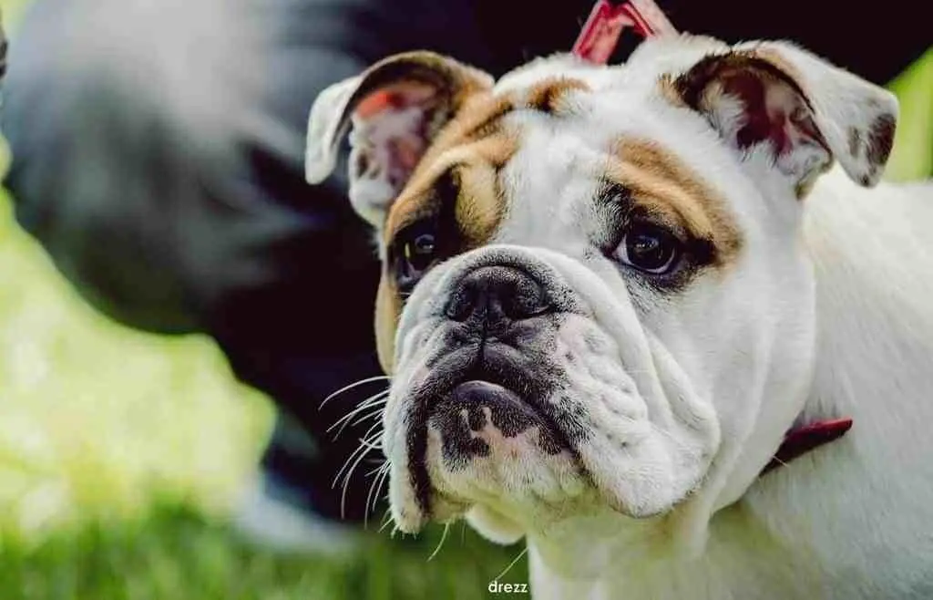 ¡Descubre que país prohibió la cría del bulldog inglés!