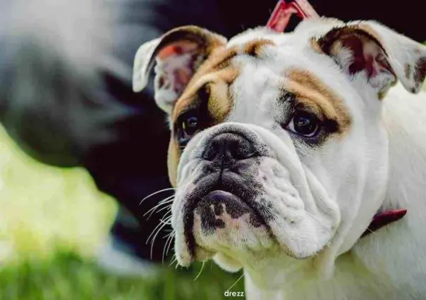 ¡Descubre que país prohibió la cría del bulldog inglés!