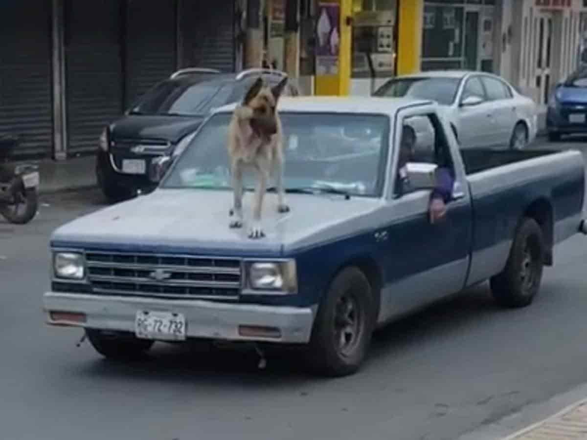 Pasea a perro en cofre de su camioneta en Cadereyta