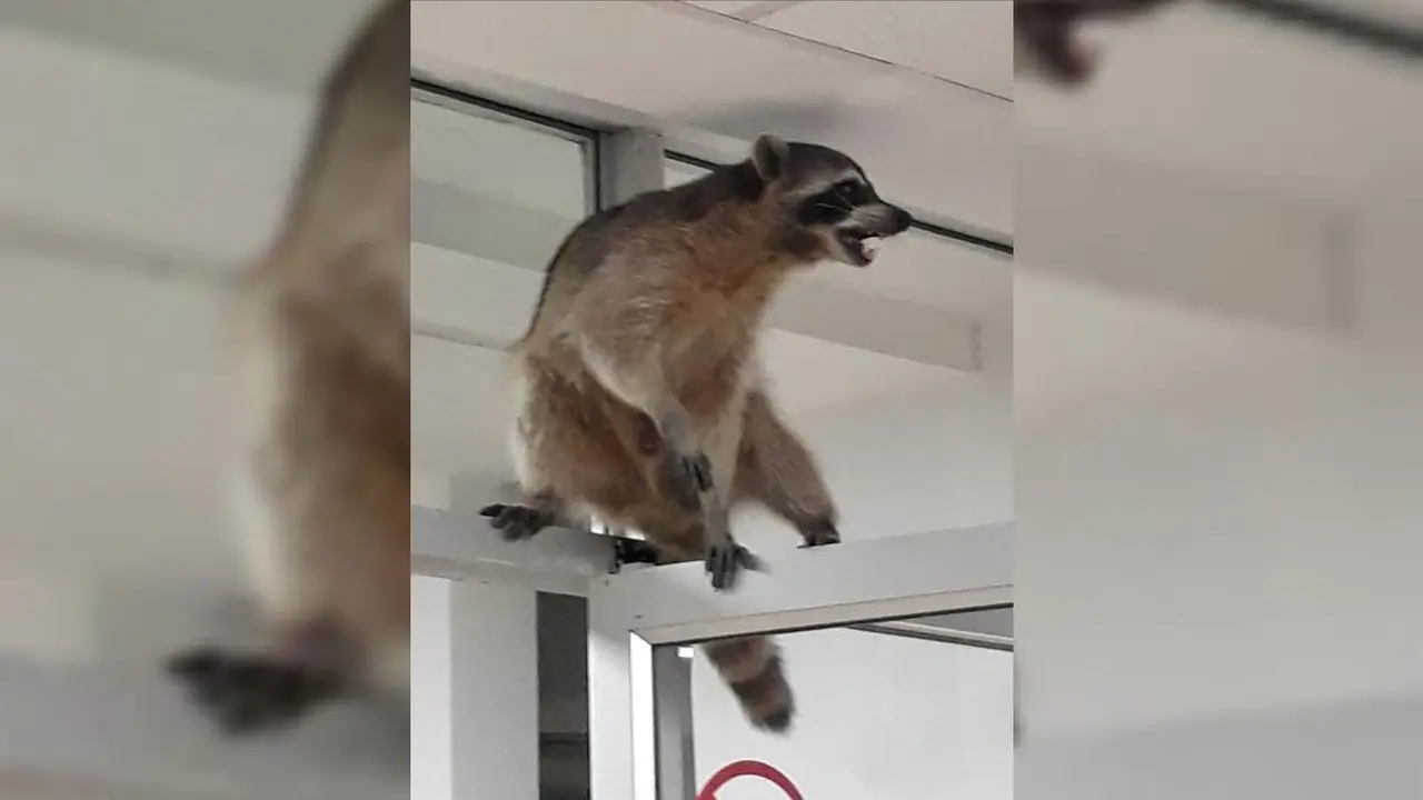 Plaga de mapaches invade el ISSSTE Tampico