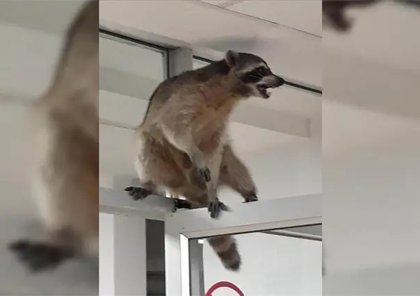 Plaga de mapaches invade el ISSSTE Tampico