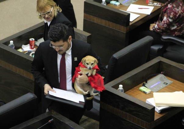 Fiscalía de Tamaulipas contará con perito veterinario para atender maltrato