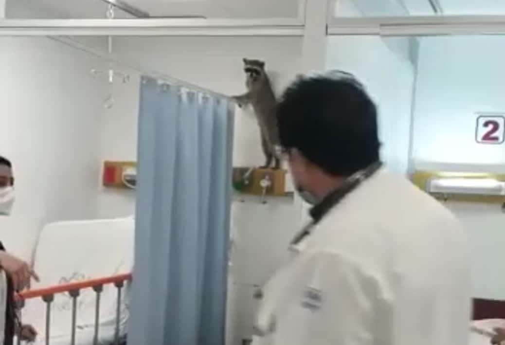 Proyecta ISSSTE plan de reubicación para mapaches a nuevo hábitat