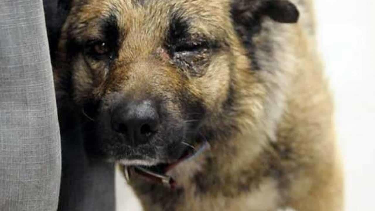 Se elevan agresiones de perros en la frontera en un 95%