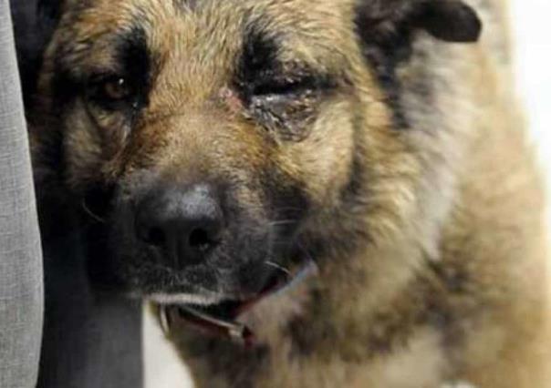 Se elevan agresiones de perros en la frontera en un 95%