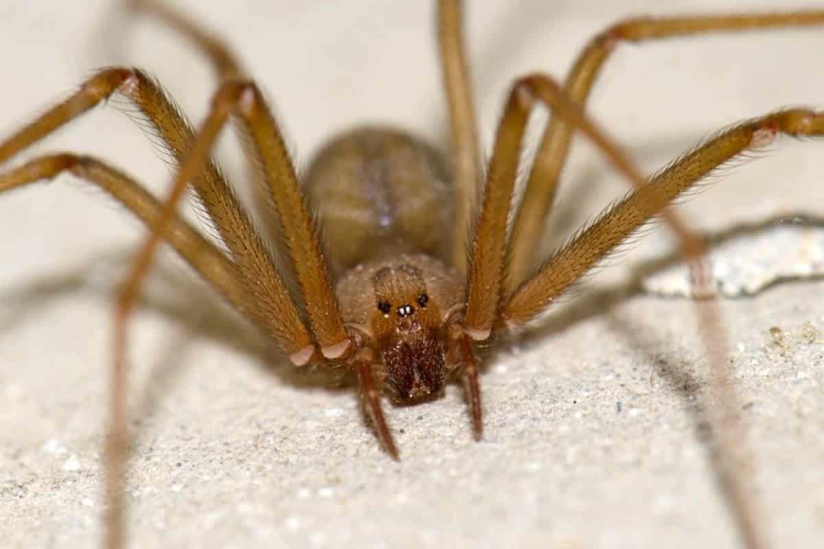 Sorprende enorme araña a conductora