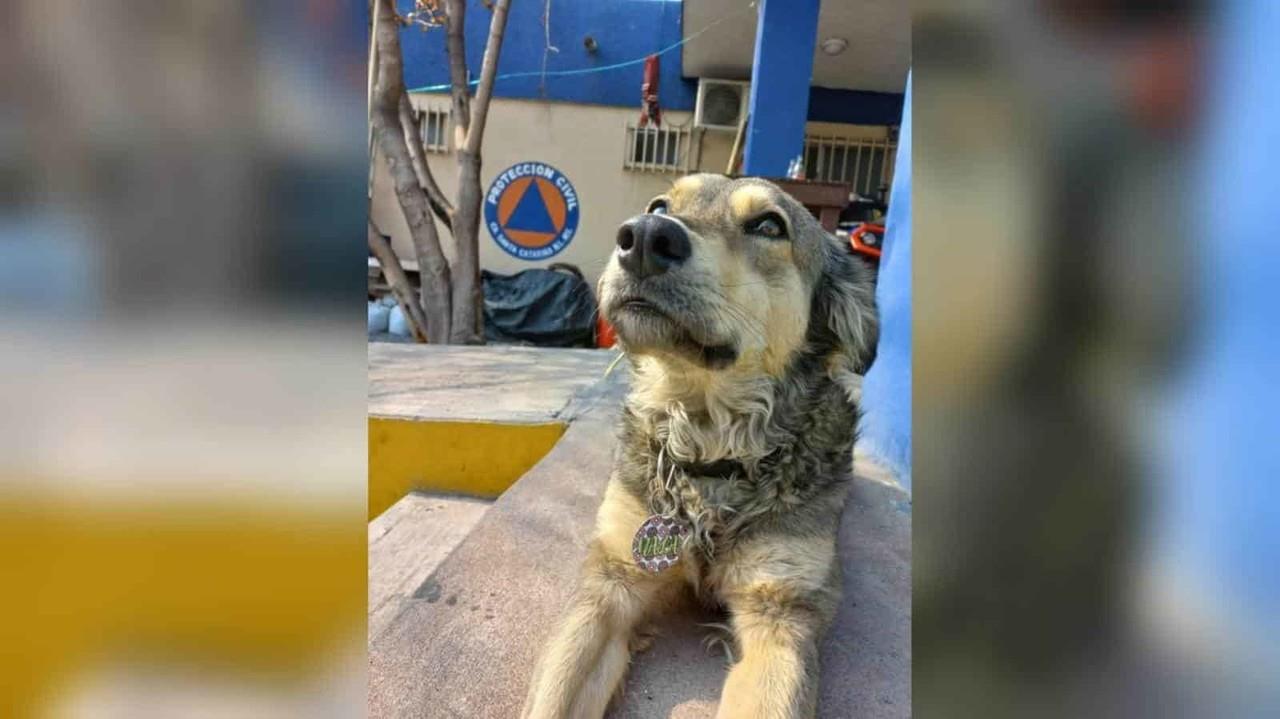 Nala, nueva integrante de Protección Civil de Santa Catarina