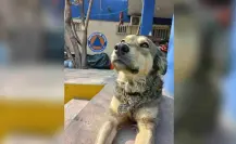 Nala, nueva integrante de Protección Civil de Santa Catarina