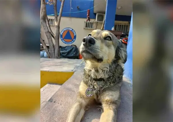Nala, nueva integrante de Protección Civil de Santa Catarina