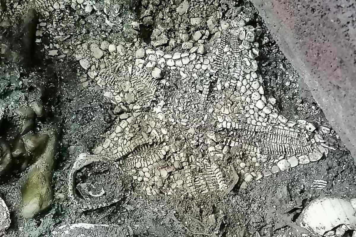 Encuentran vestigios de estrella de mar en Templo Mayor