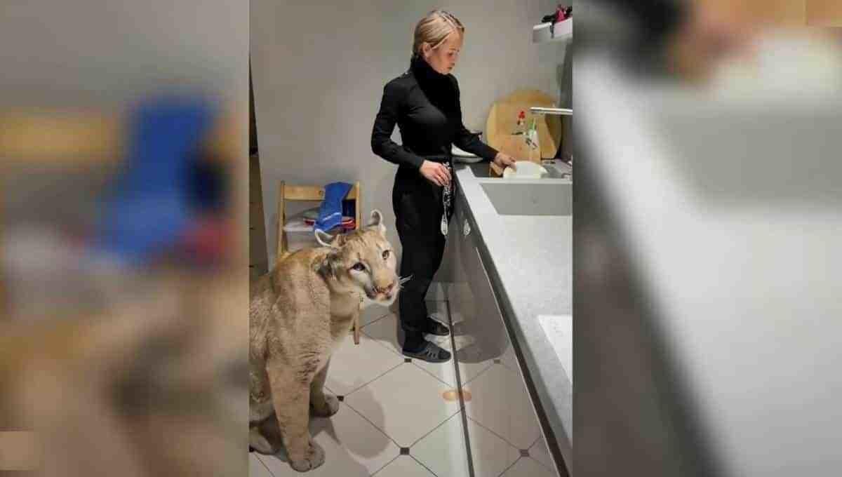 Adopta mujer a puma; le ayuda en tareas domésticas