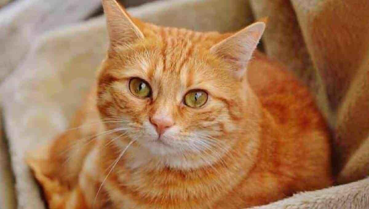Salva gatito a su humana; le abre la puerta de su hogar