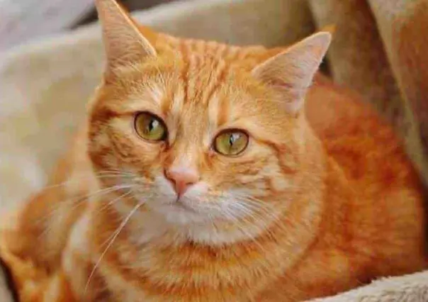 Salva gatito a su humana; le abre la puerta de su hogar