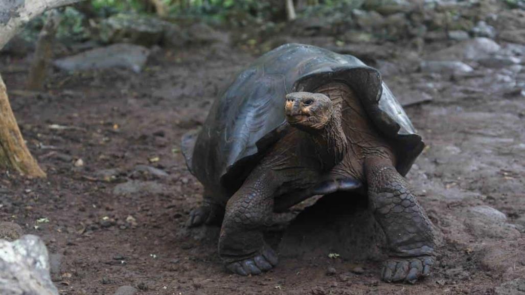 Reaparece tortuga gigante que se creía extinta en Islas Galápagos