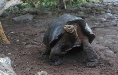 Reaparece tortuga gigante que se creía extinta en Islas Galápagos