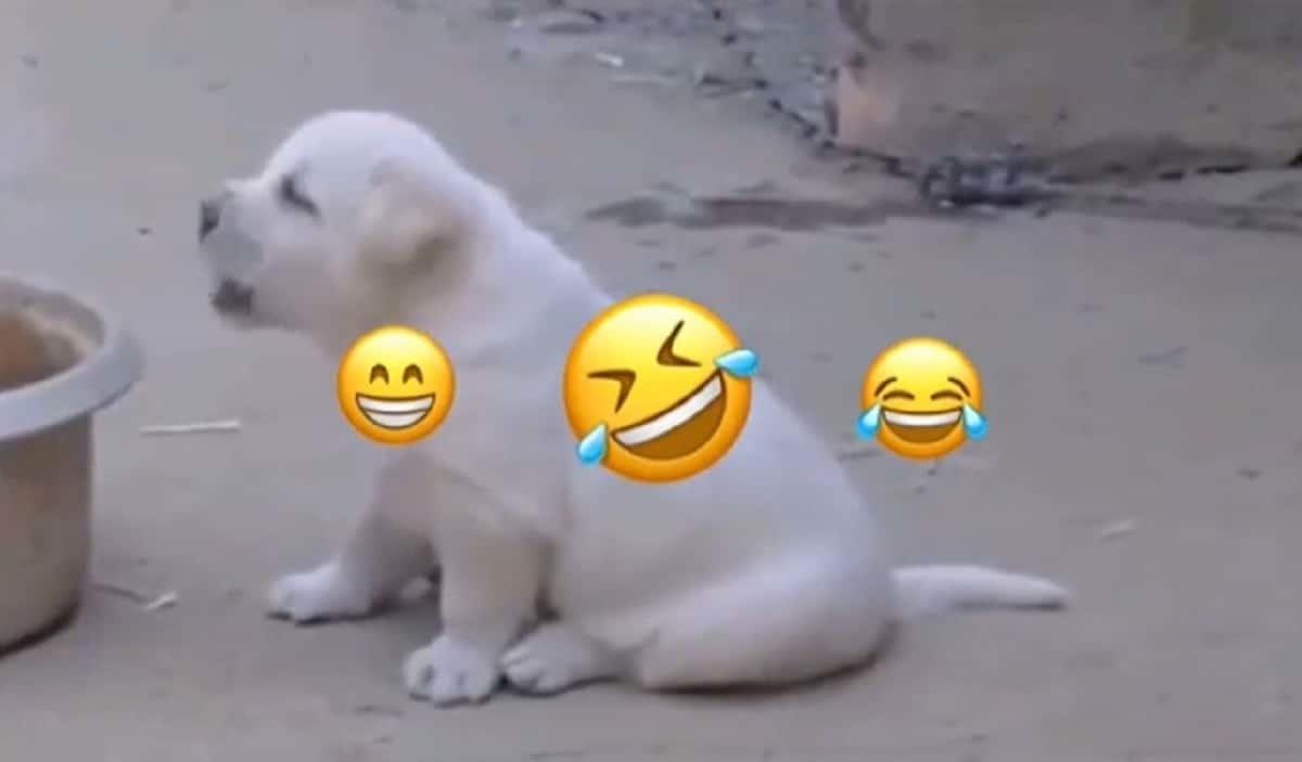 Sorprende perrito a las redes al cacarear como gallo