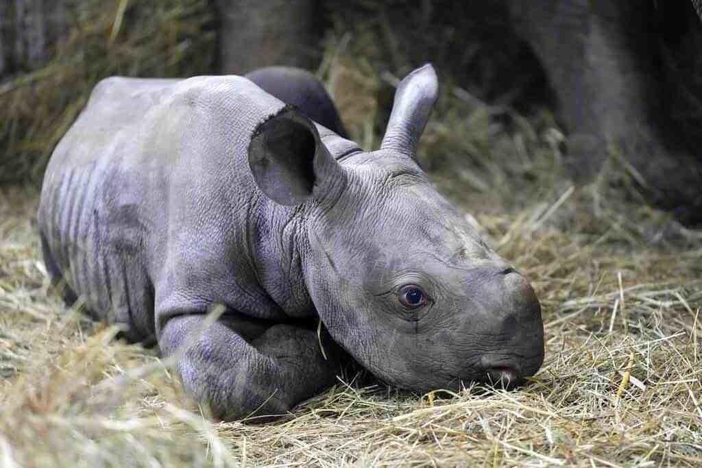 Nombran Kiev a cría de rinoceronte nacido en zoológico