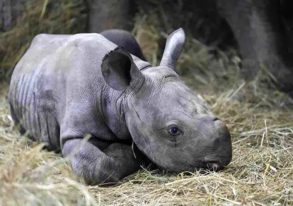 Nombran Kiev a cría de rinoceronte nacido en zoológico