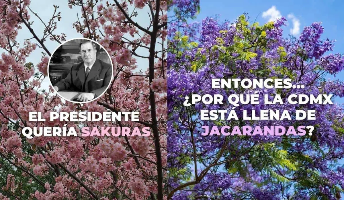 Iban a ser flores de cerezo, pero un japonés vistió de jacarandas la CDMX