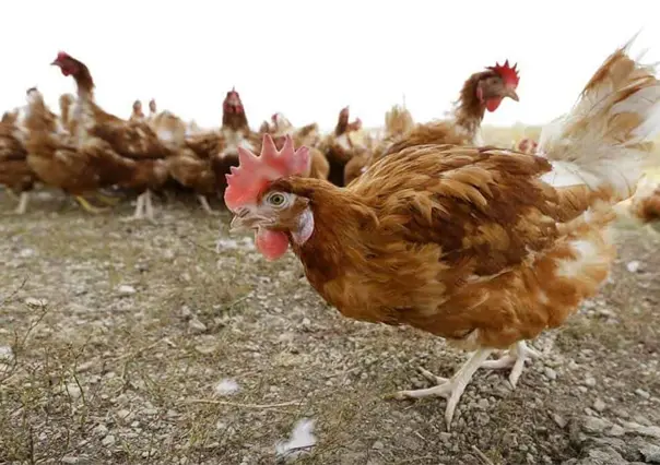 ¿Por qué Iowa sacrificará 5 millones de gallinas?