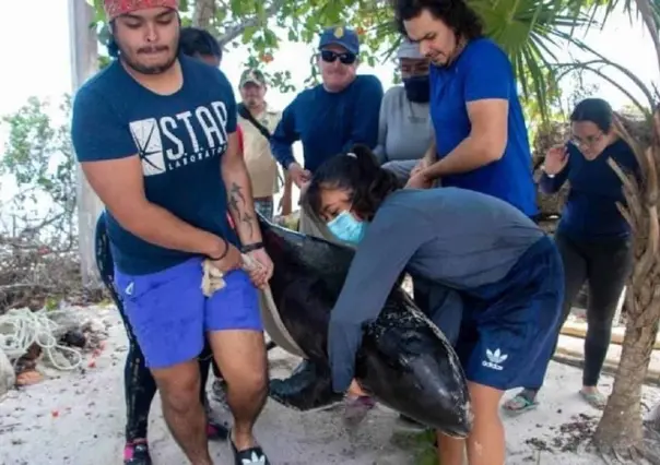 Mueren 3 orcas pigmeas varadas en costas de Yucatán