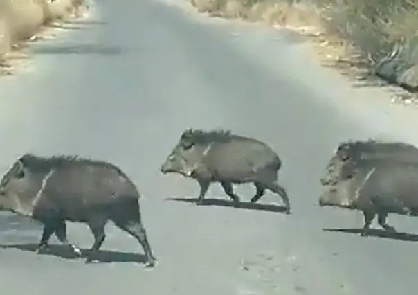 Sorprende familia de jabalíes paseando en Apodaca