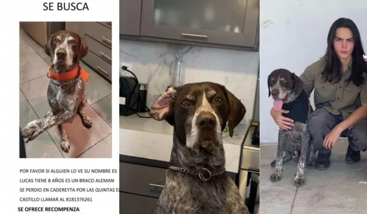 Su perro Lucas desaparece en Cadereyta; dueño ofrece recompensa