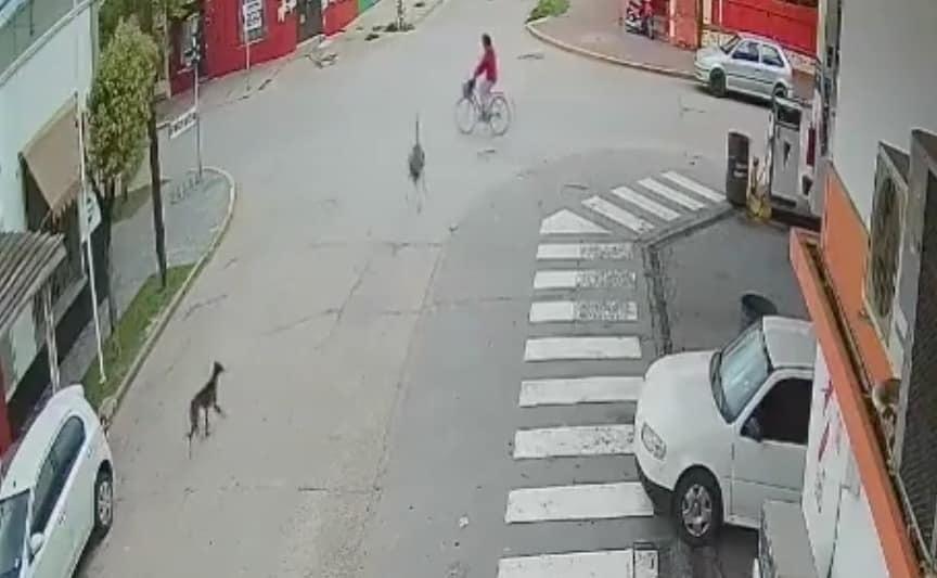¡Cuidado con el ñandú! Joven tiene curioso accidente en bici