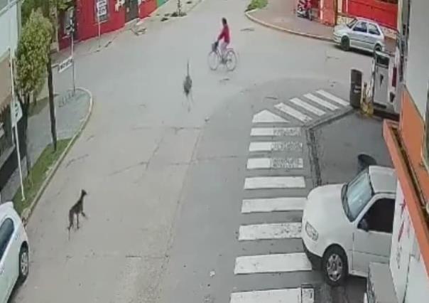 ¡Cuidado con el ñandú! Joven tiene curioso accidente en bici